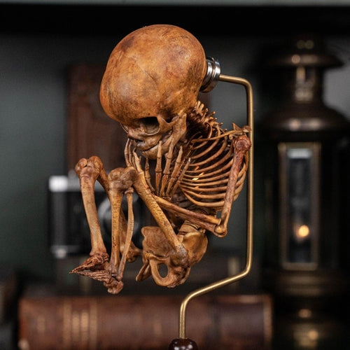 3D Printed Human Fetus, Infant baby skeleton, hand painted figurine, creepy horror decor, curio cabinet gift