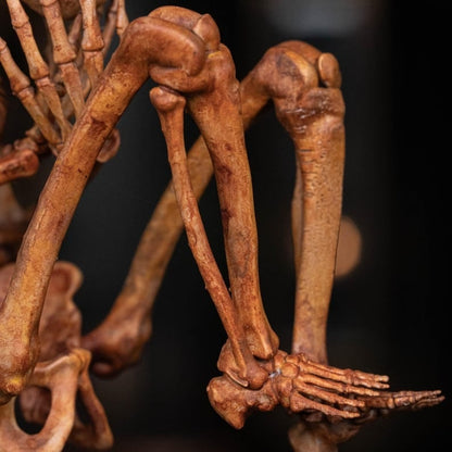 3D Printed Human Fetus, Infant baby skeleton, hand painted figurine, creepy horror decor, curio cabinet gift