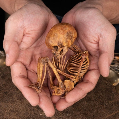 3D Printed Human Fetus, Infant baby skeleton, hand painted figurine, creepy horror decor, curio cabinet gift