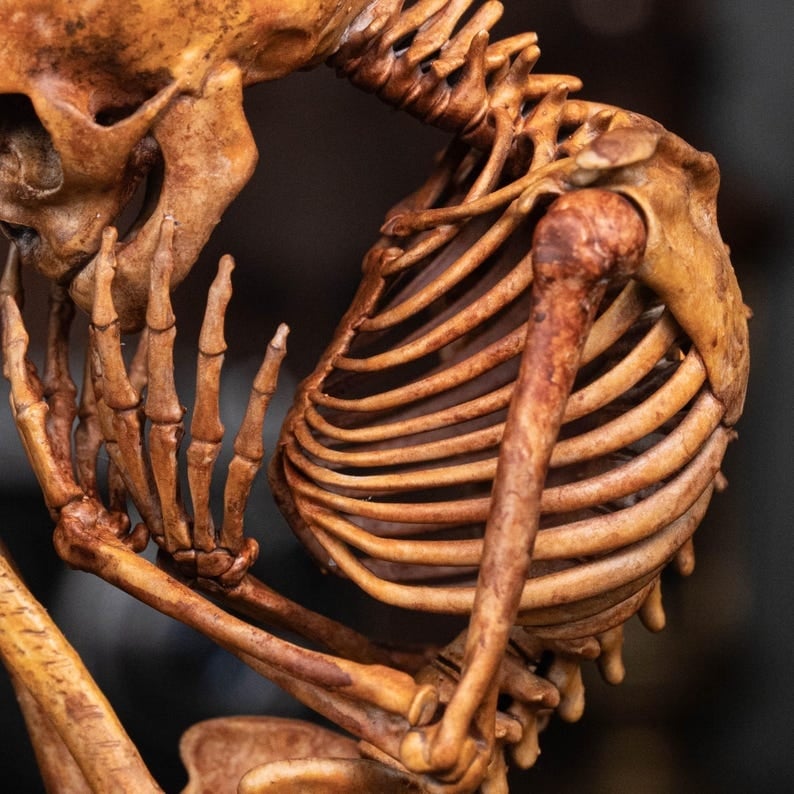 3D Printed Human Fetus, Infant baby skeleton, hand painted figurine, creepy horror decor, curio cabinet gift