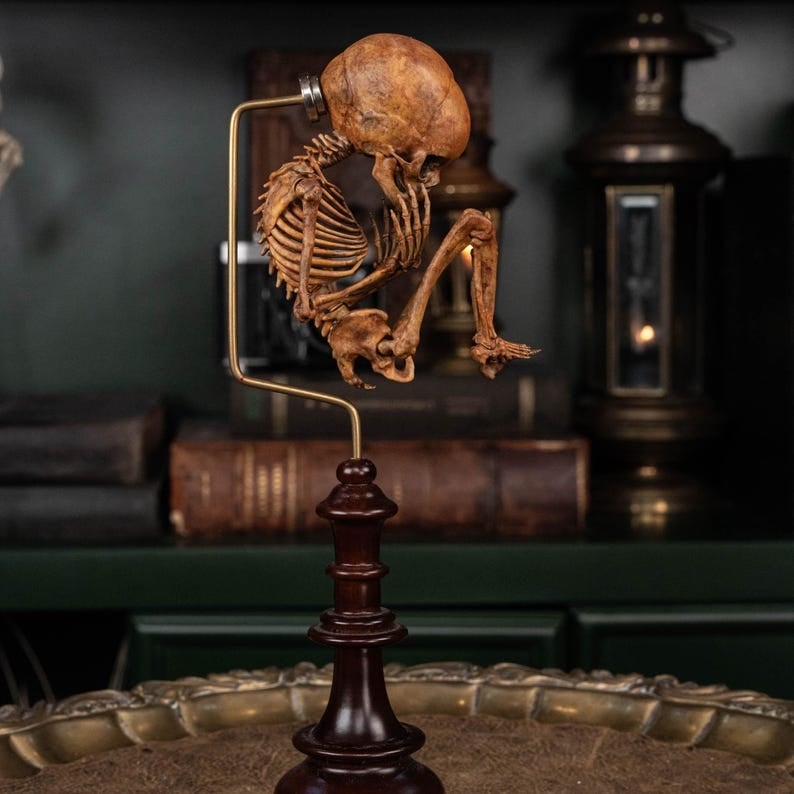 3D Printed Human Fetus, Infant baby skeleton, hand painted figurine, creepy horror decor, curio cabinet gift