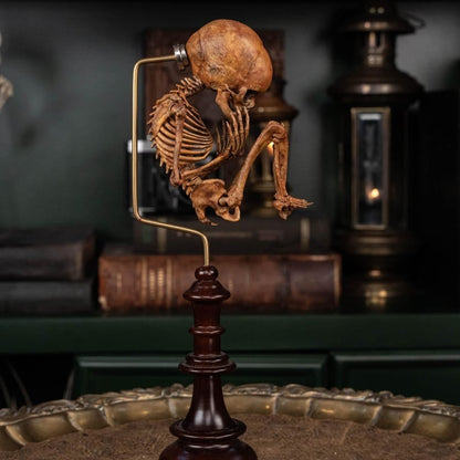 3D Printed Human Fetus, Infant baby skeleton, hand painted figurine, creepy horror decor, curio cabinet gift