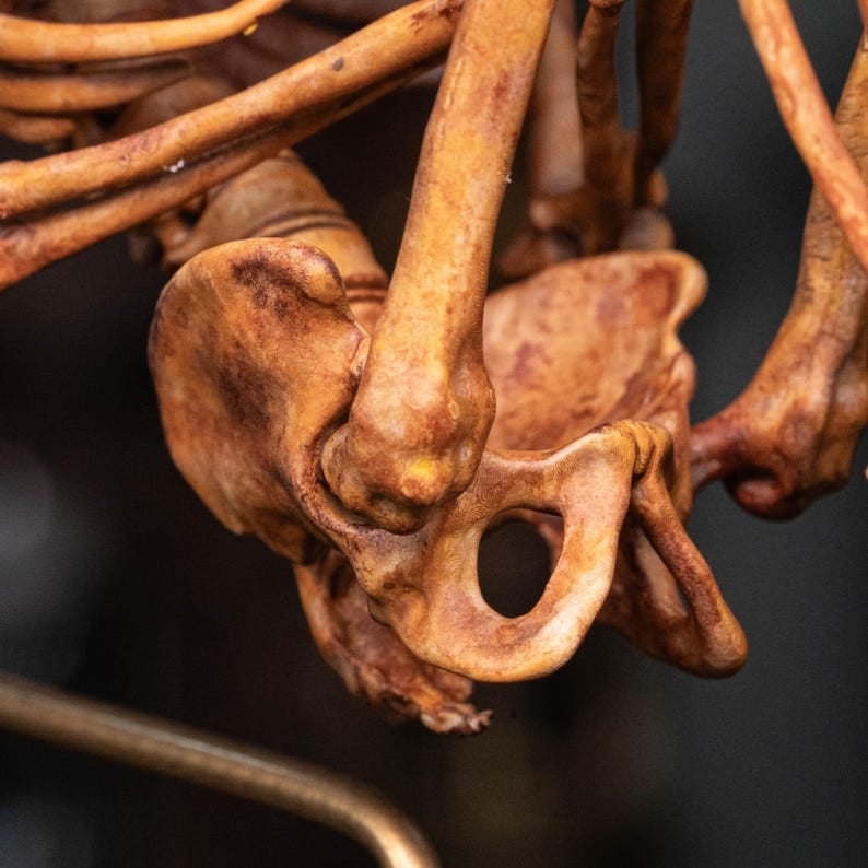 3D Printed Human Fetus, Infant baby skeleton, hand painted figurine, creepy horror decor, curio cabinet gift